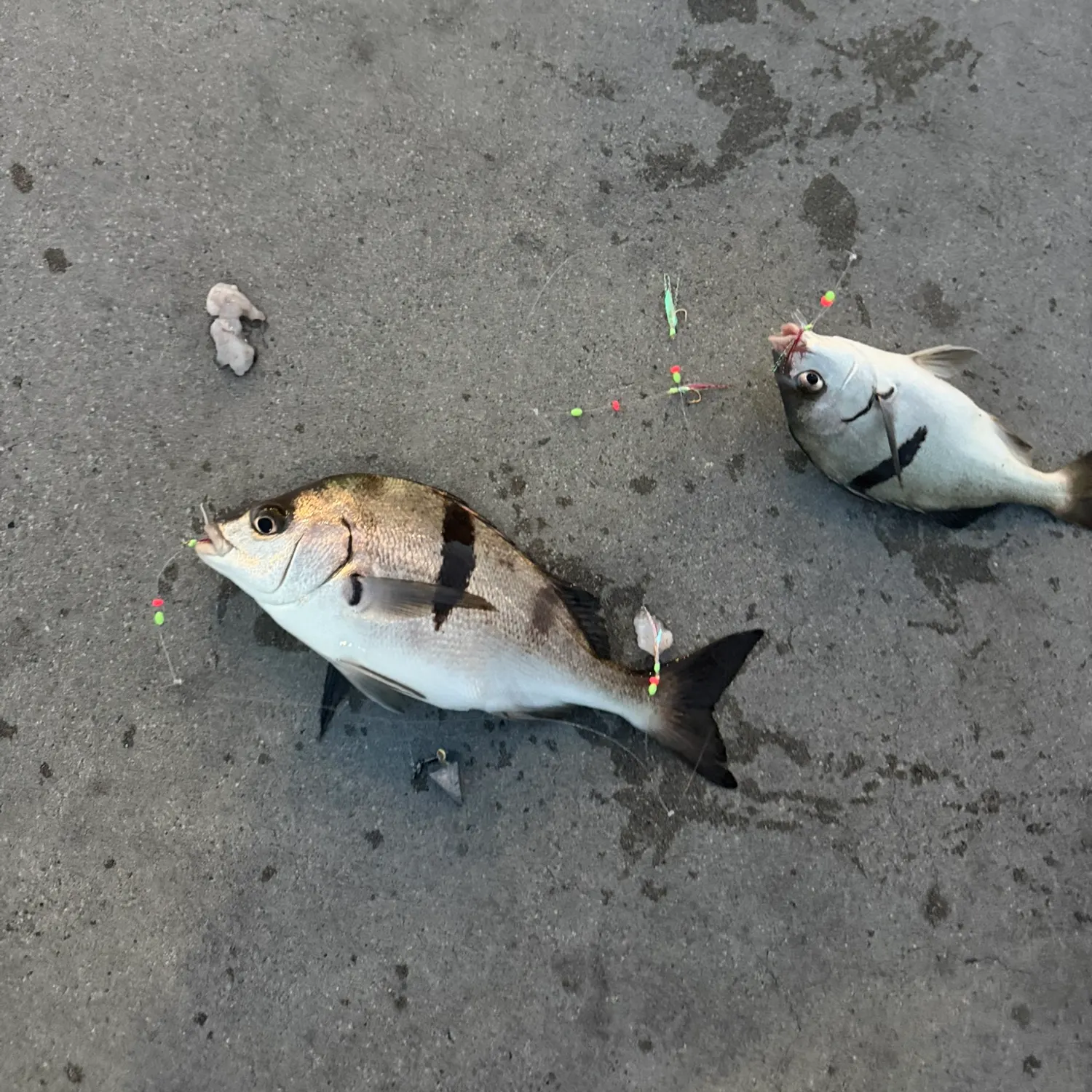 The most recent Sargo catches on Fishbrain