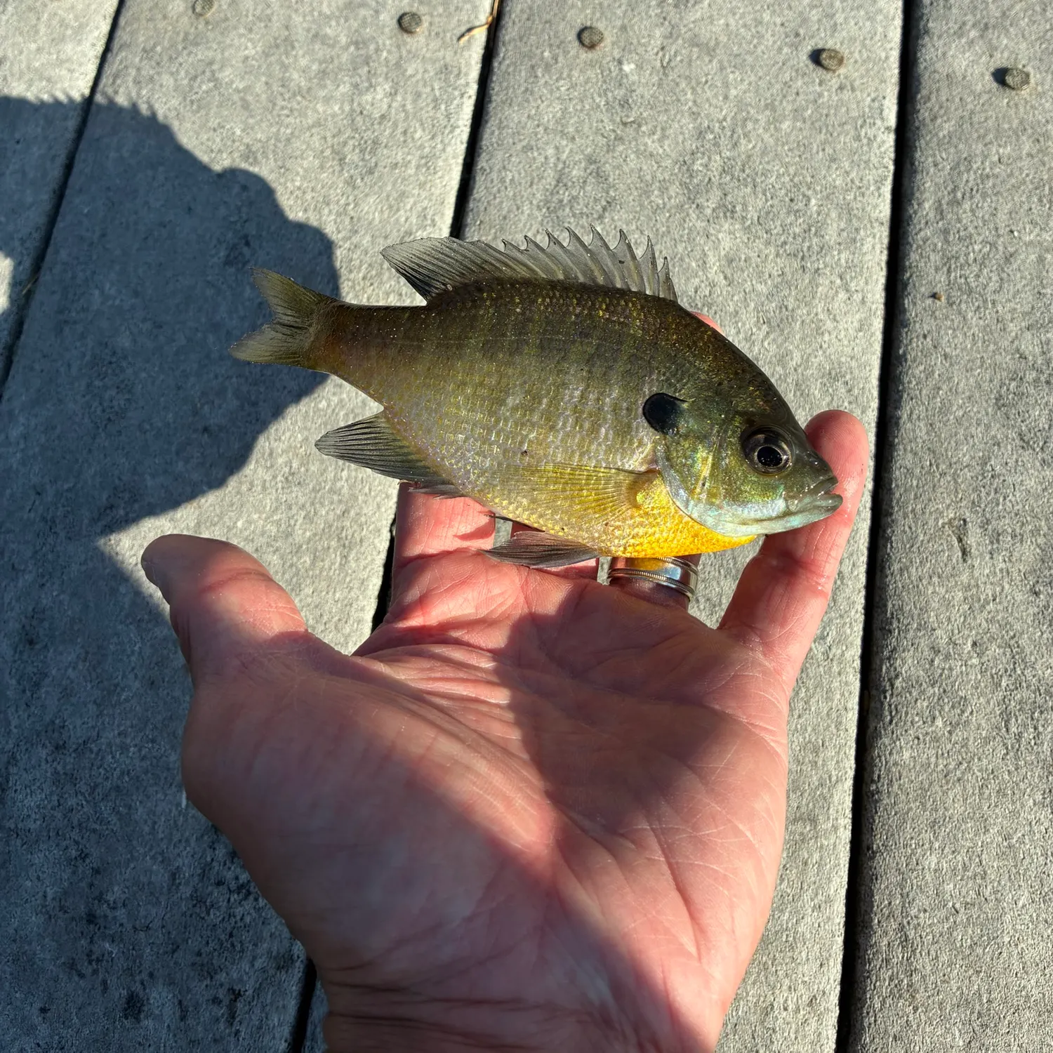 Bluegill caught on Fishbrain