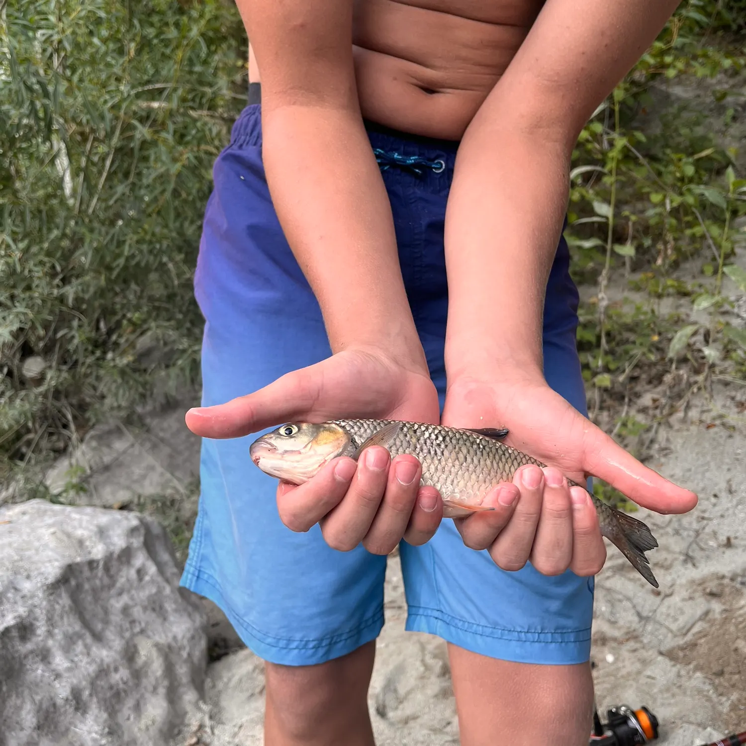 European chub caught on Fishbrain