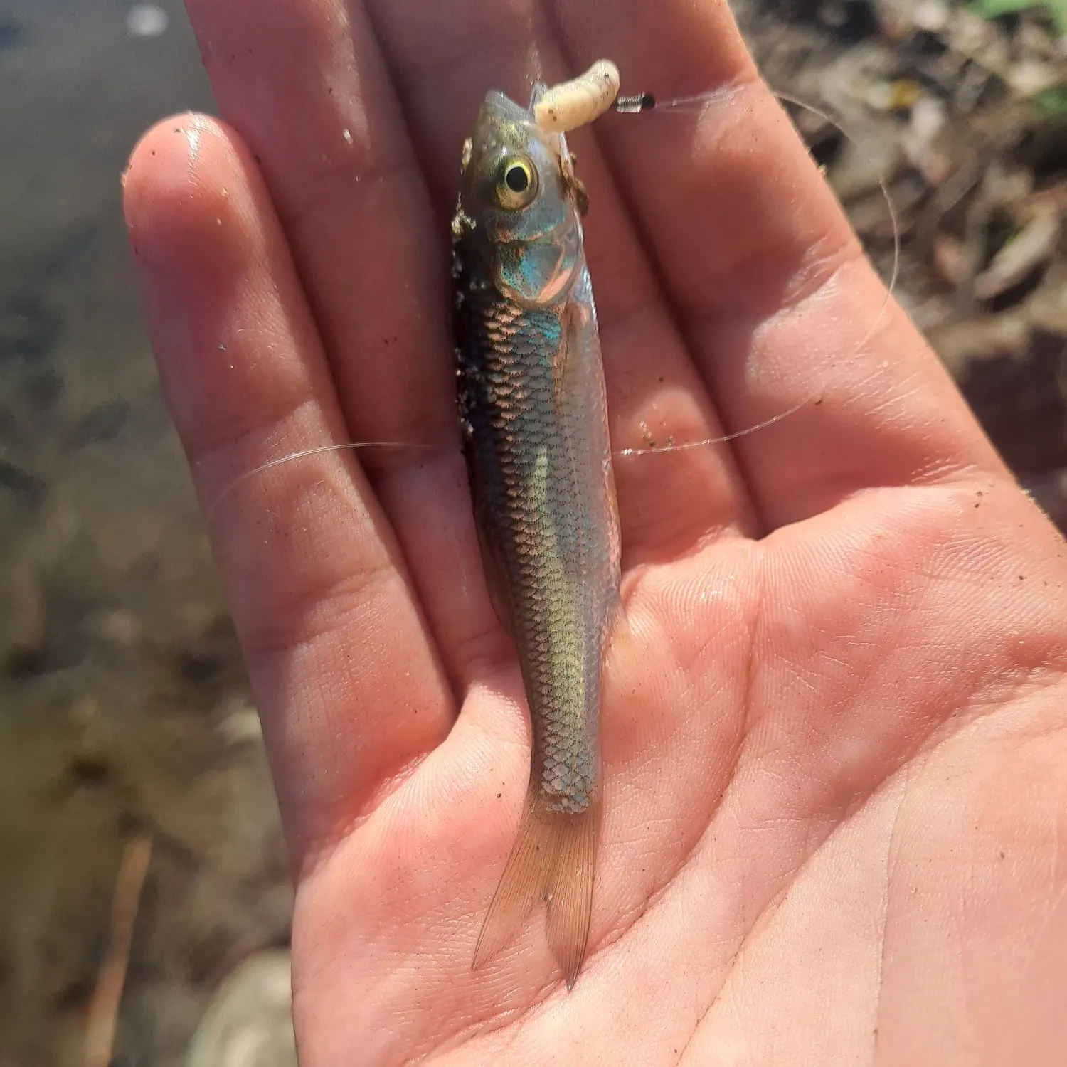 Common bleak caught on Fishbrain