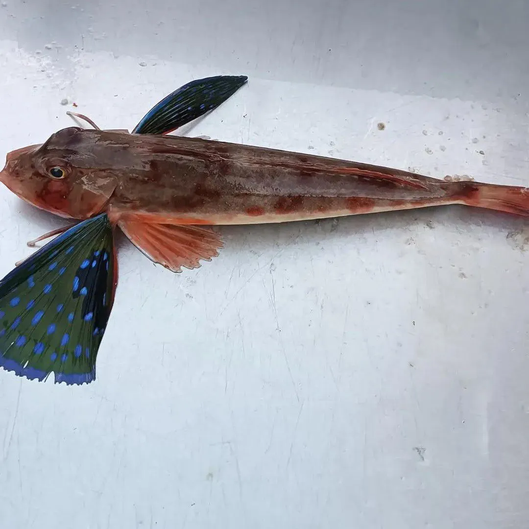The most recent Flying gurnard catches on Fishbrain