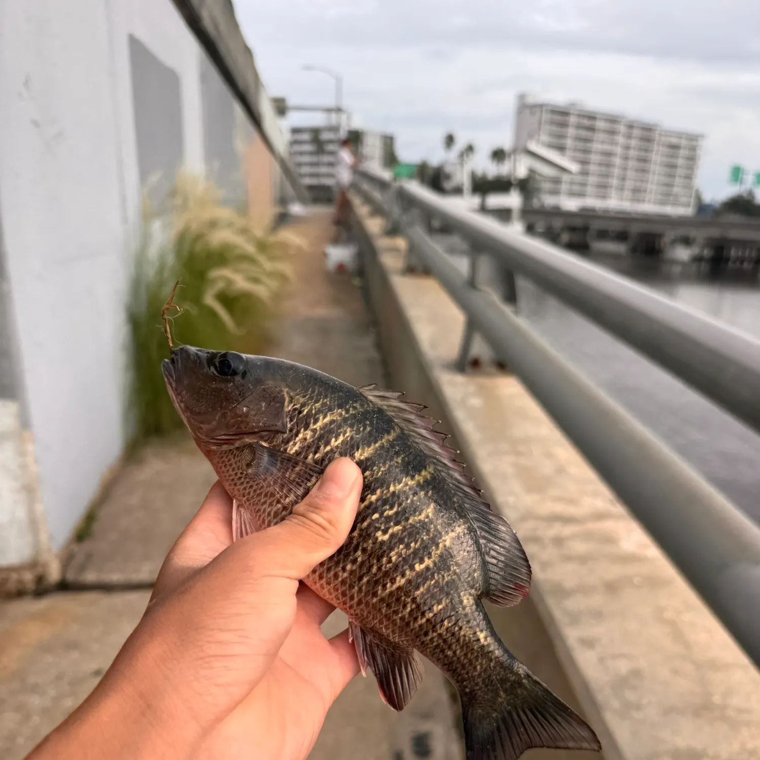 Mangrove snapper caught on Fishbrain
