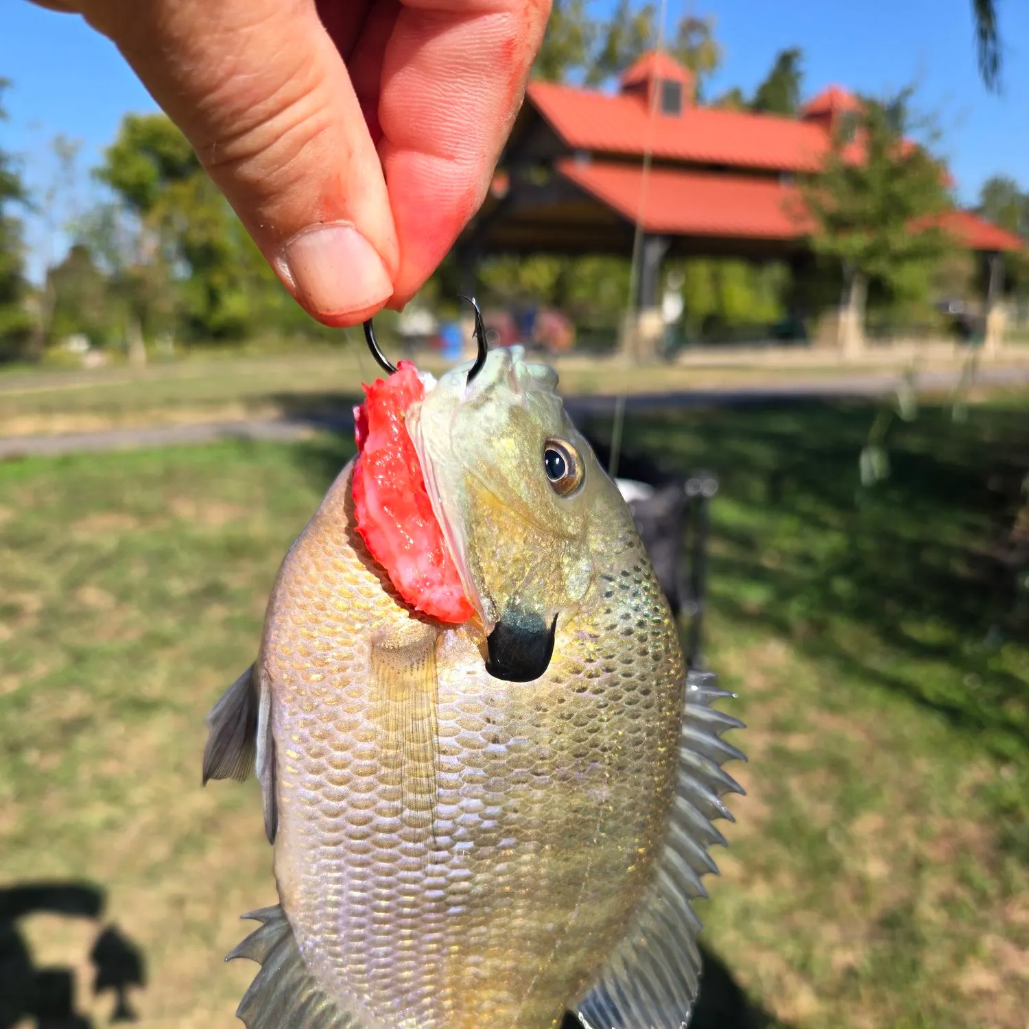 Bluegill caught on Fishbrain