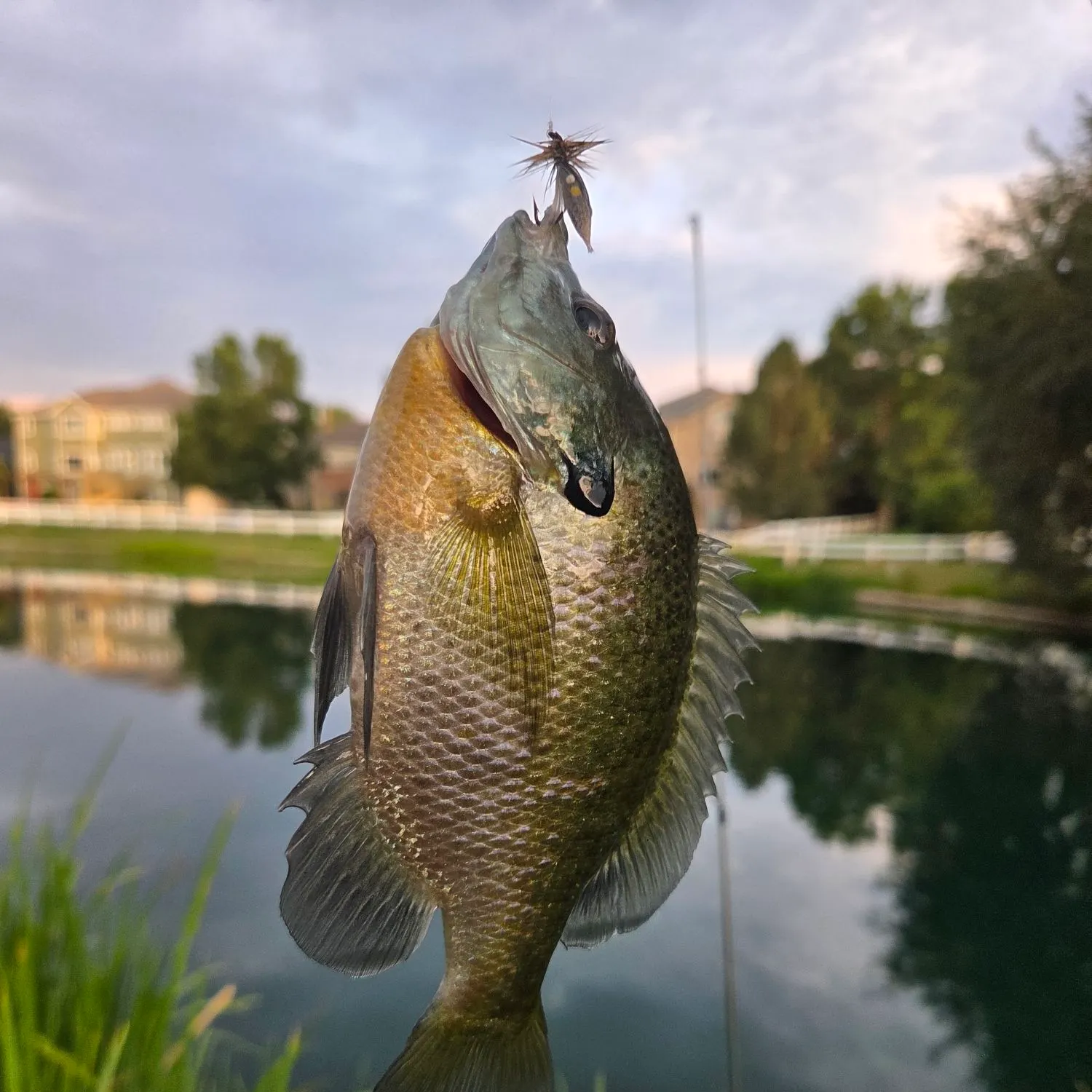 Bluegill caught on Fishbrain