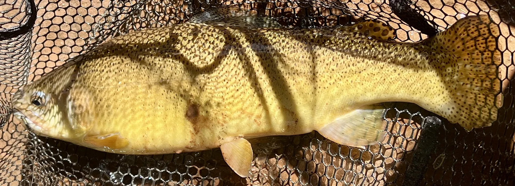 Gila trout