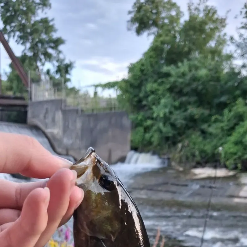 Smallmouth bass caught on Fishbrain