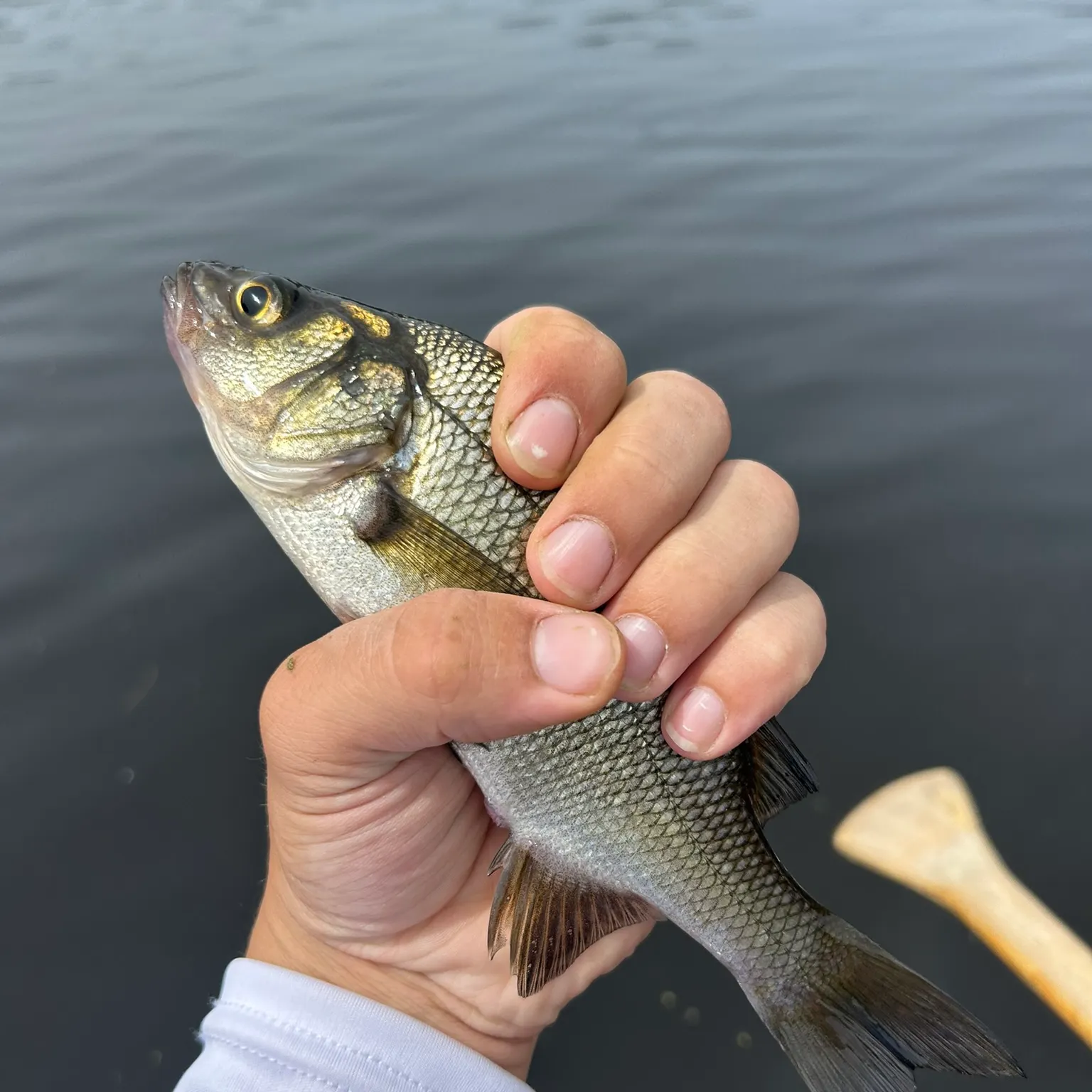 The most recent White perch catches on Fishbrain