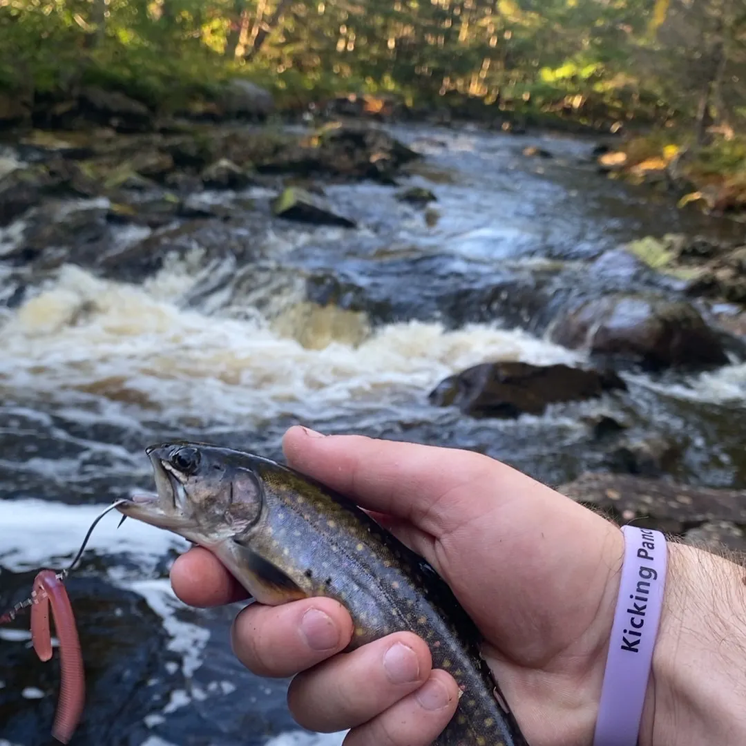 Brook trout caught on Fishbrain