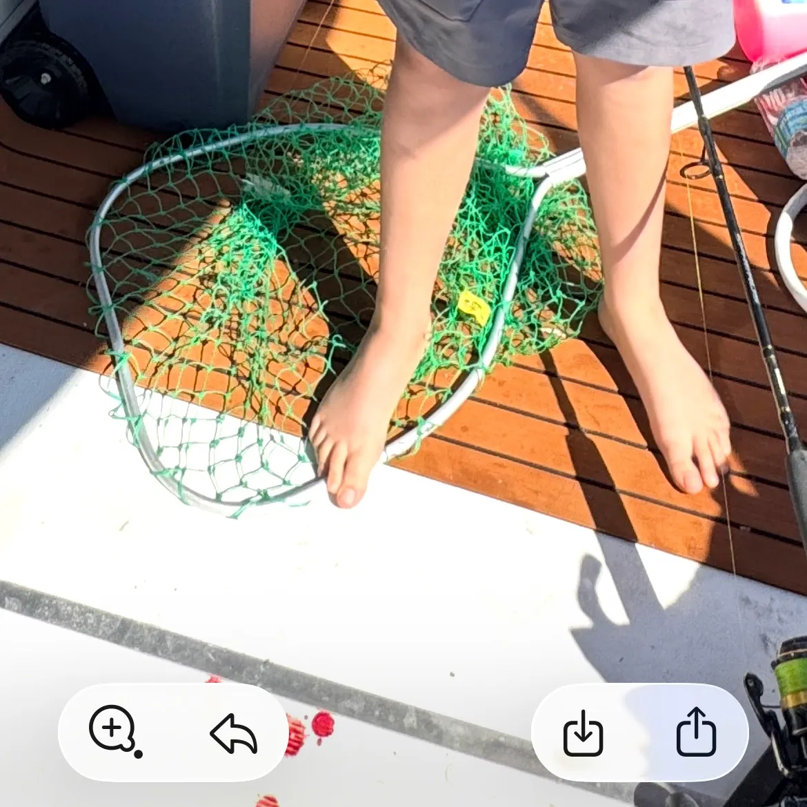 The most recent Bluefish catches on Fishbrain