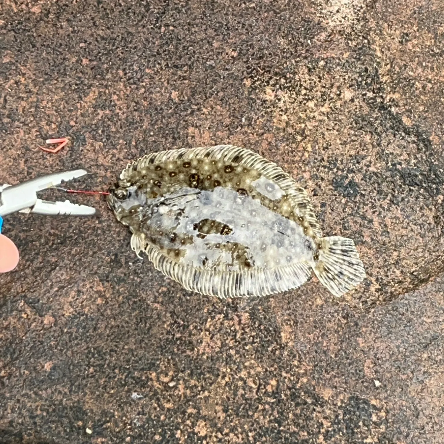 The most recent Stone Flounder catches on Fishbrain