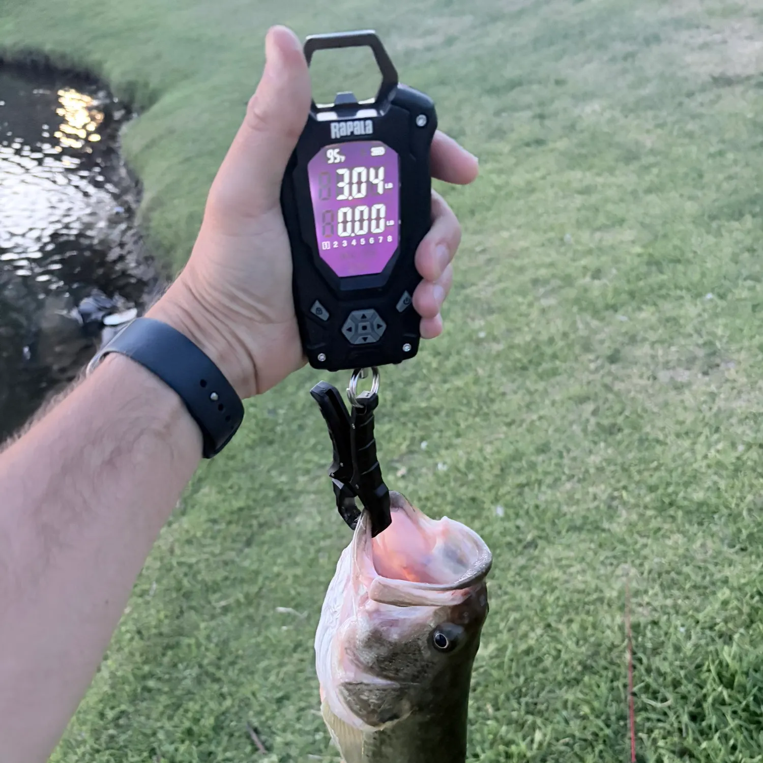 Largemouth bass caught on Fishbrain