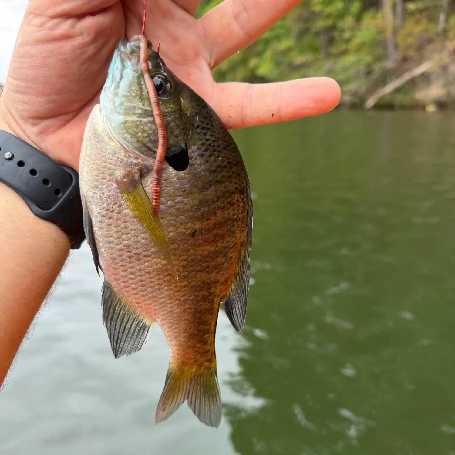 Green sunfish caught on Fishbrain