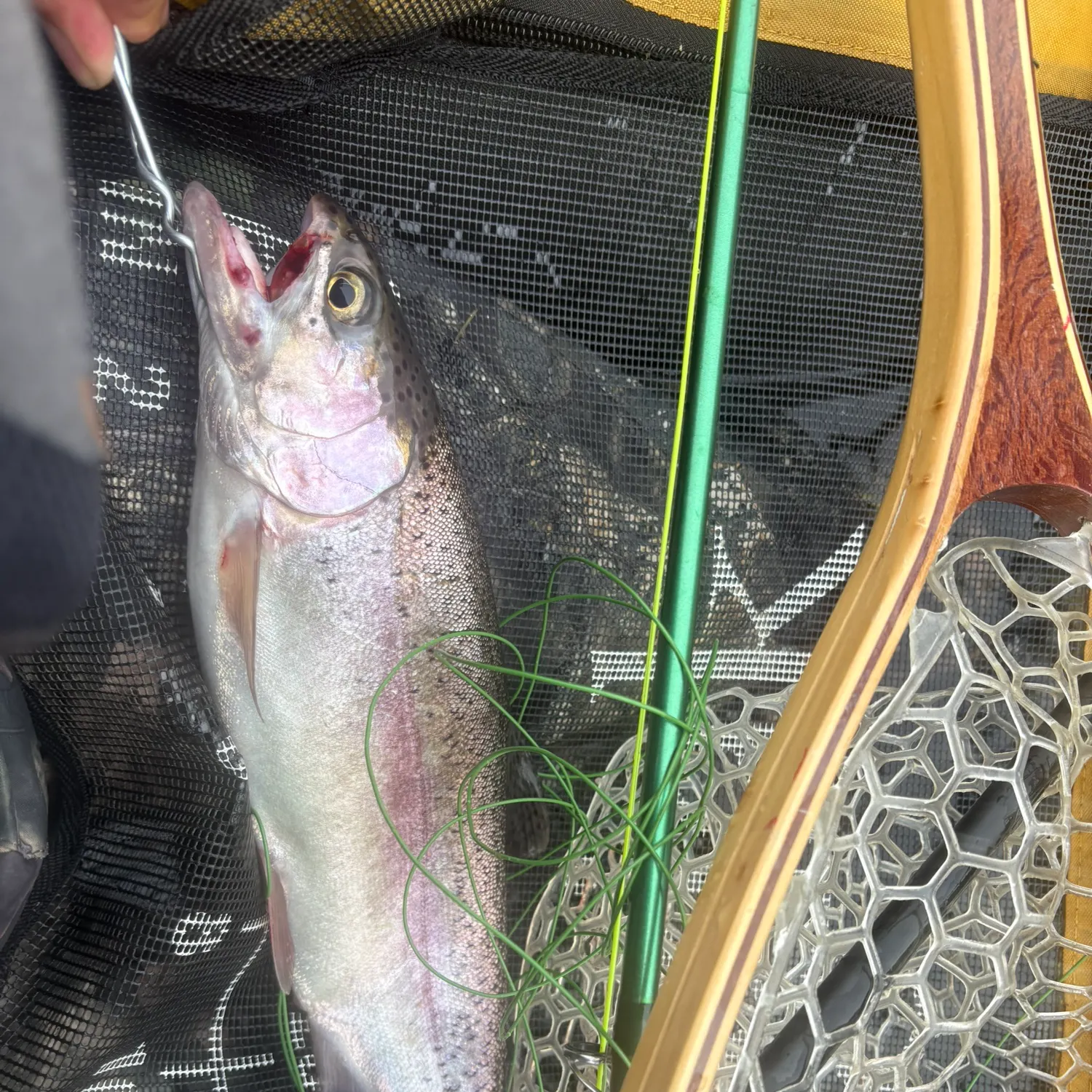 Rainbow trout caught on Fishbrain