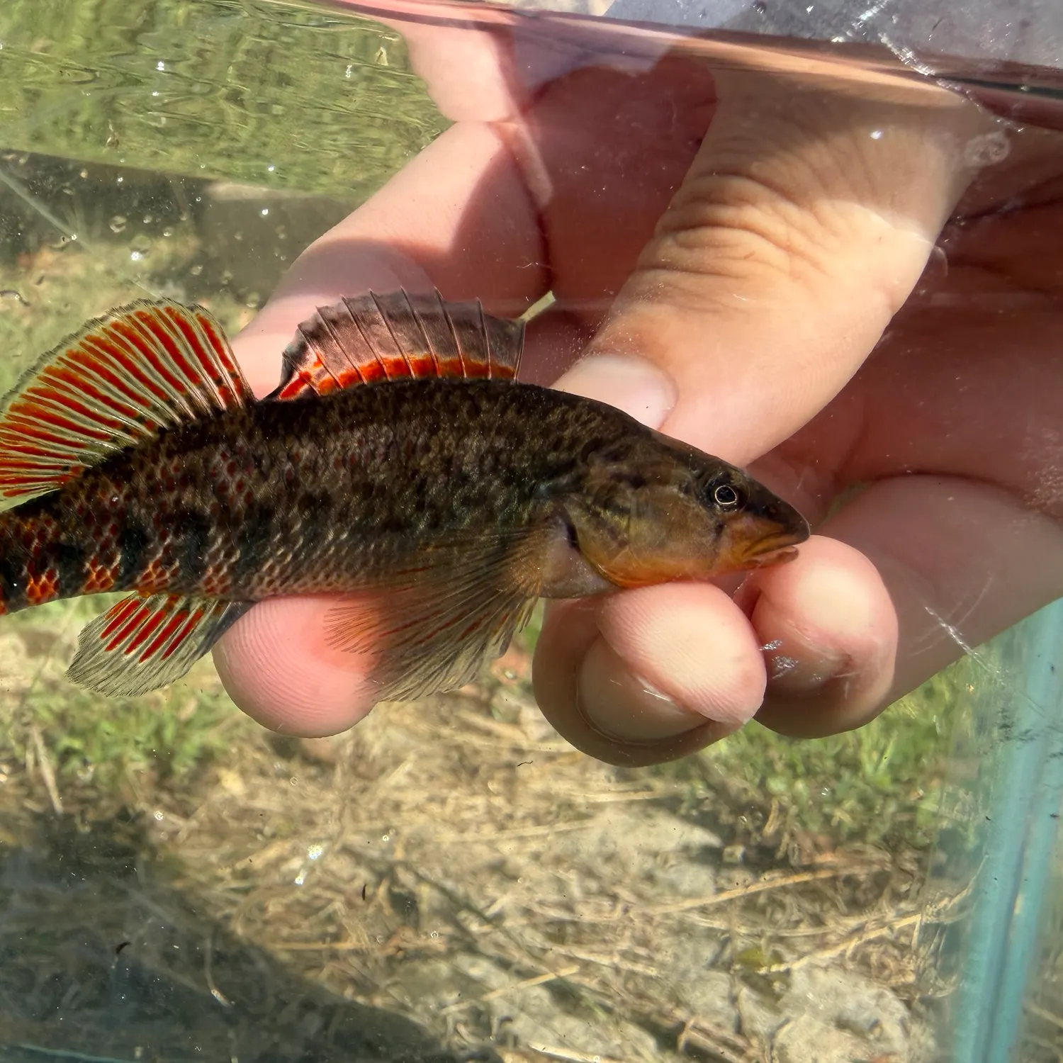 The most recent Rainbow darter catches on Fishbrain