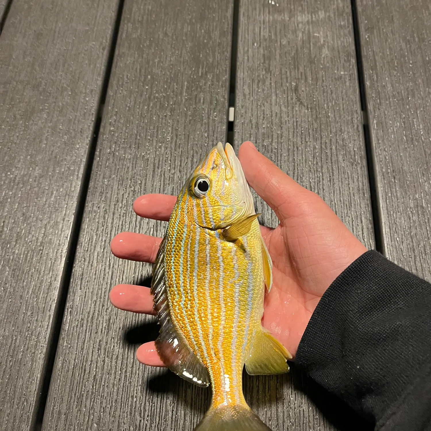 The most recent Bluestriped grunt catches on Fishbrain