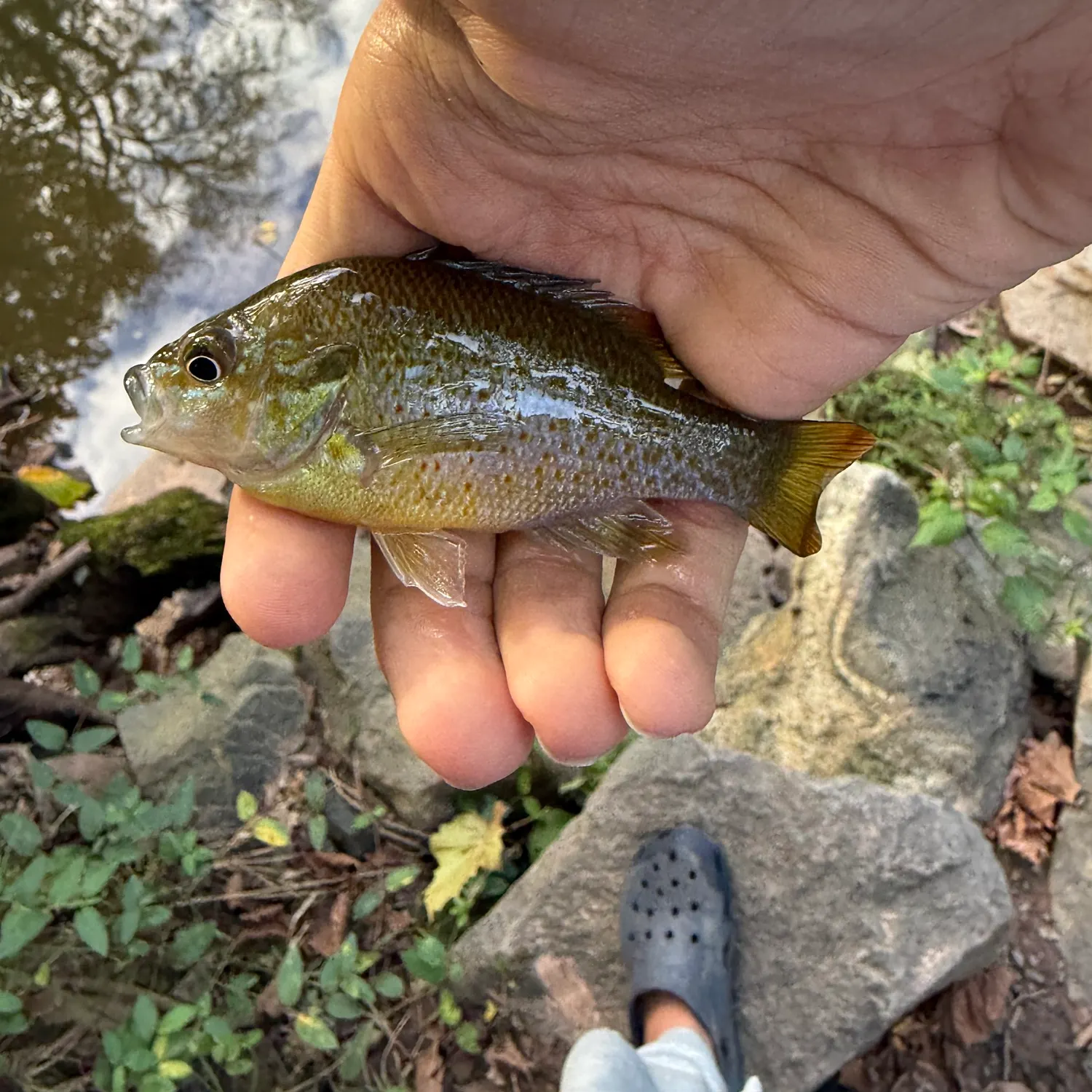 Redbreast sunfish caught on Fishbrain