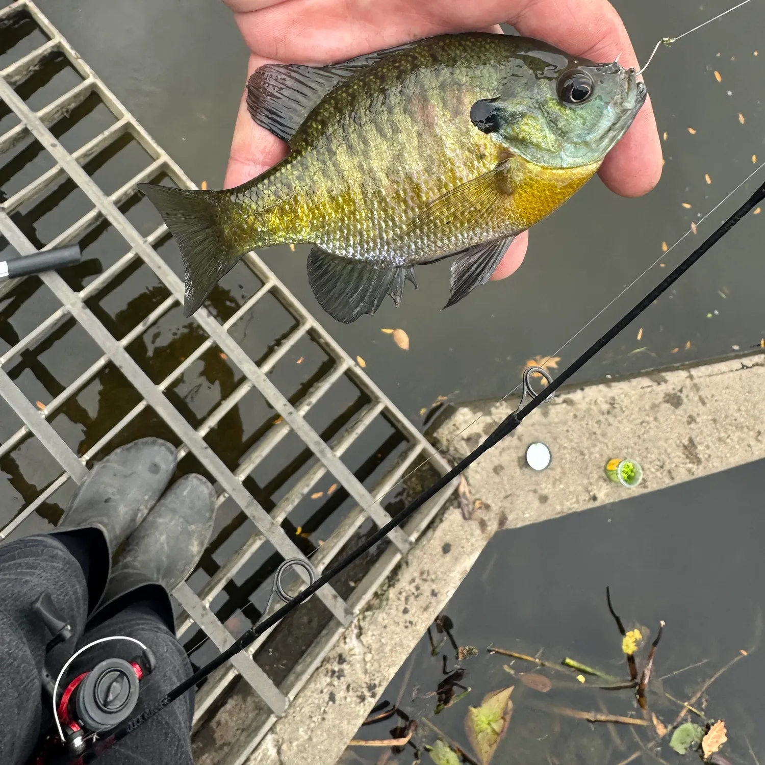 Bluegill caught on Fishbrain