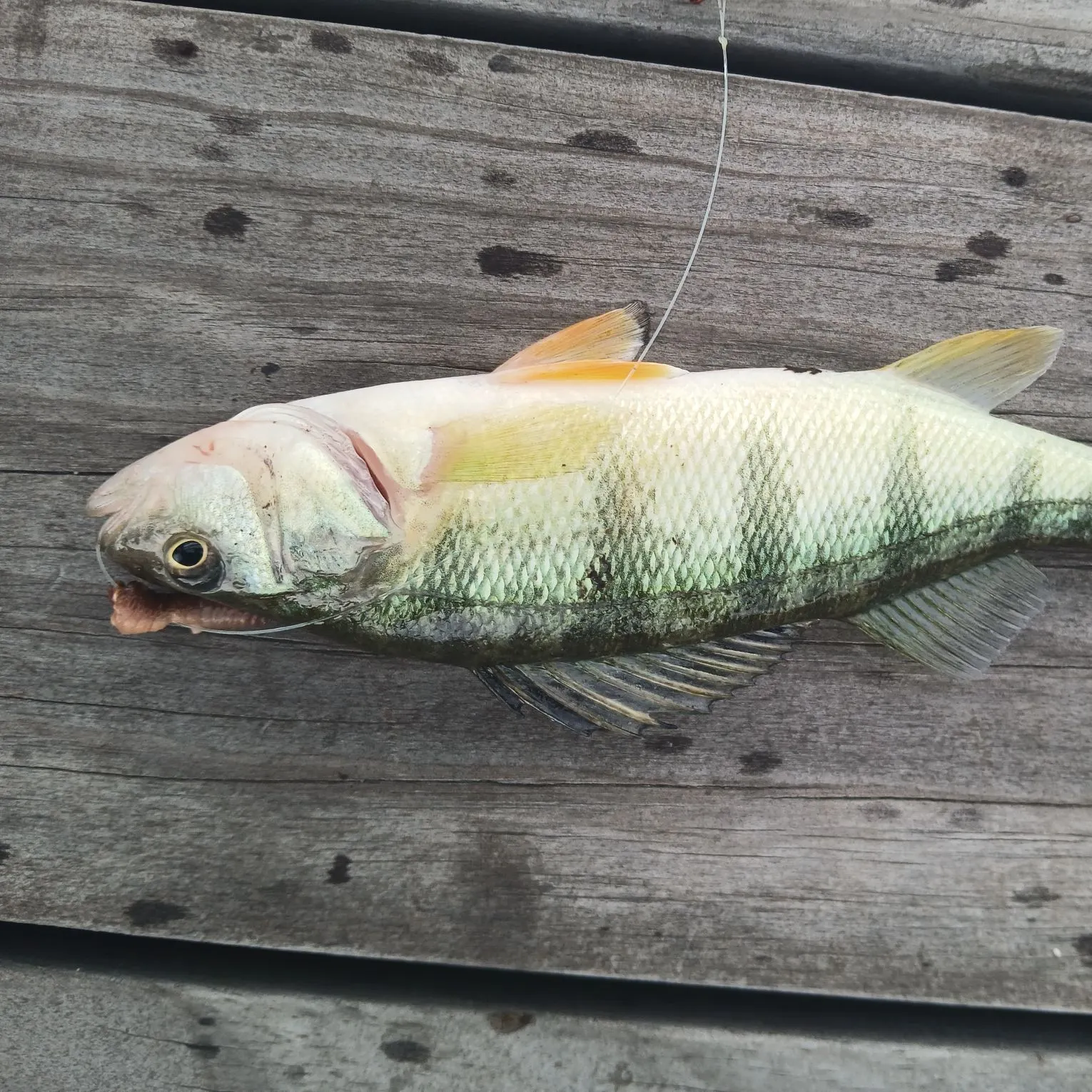 Yellow perch caught on Fishbrain