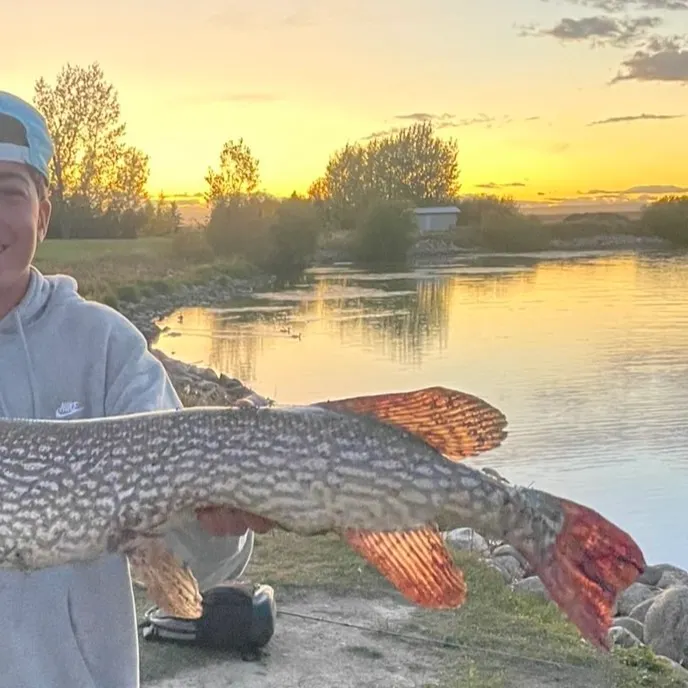 Northern pike caught on Fishbrain