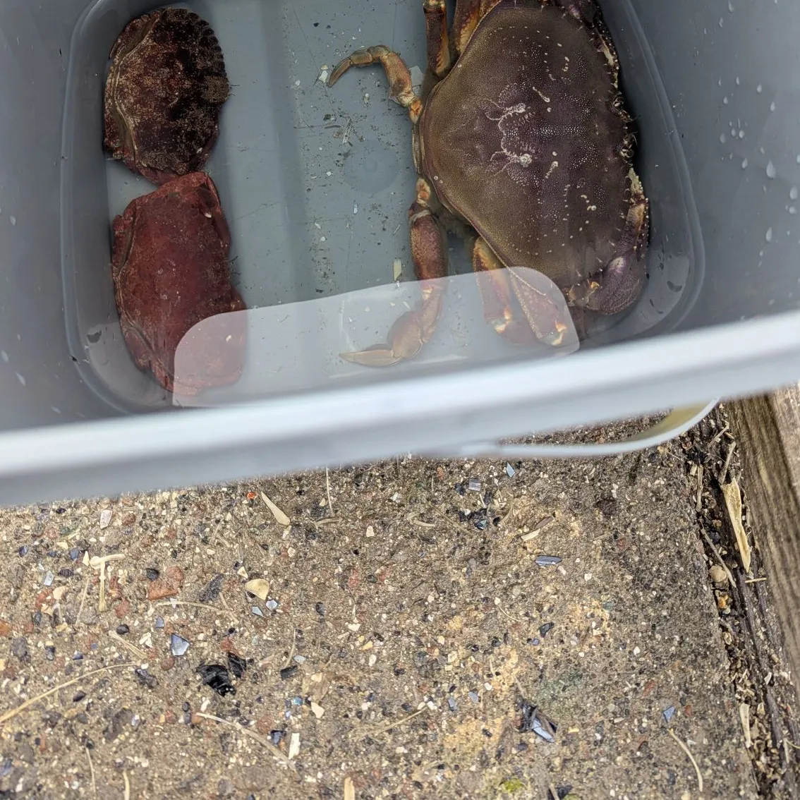 The most recent Red rock crab catches on Fishbrain