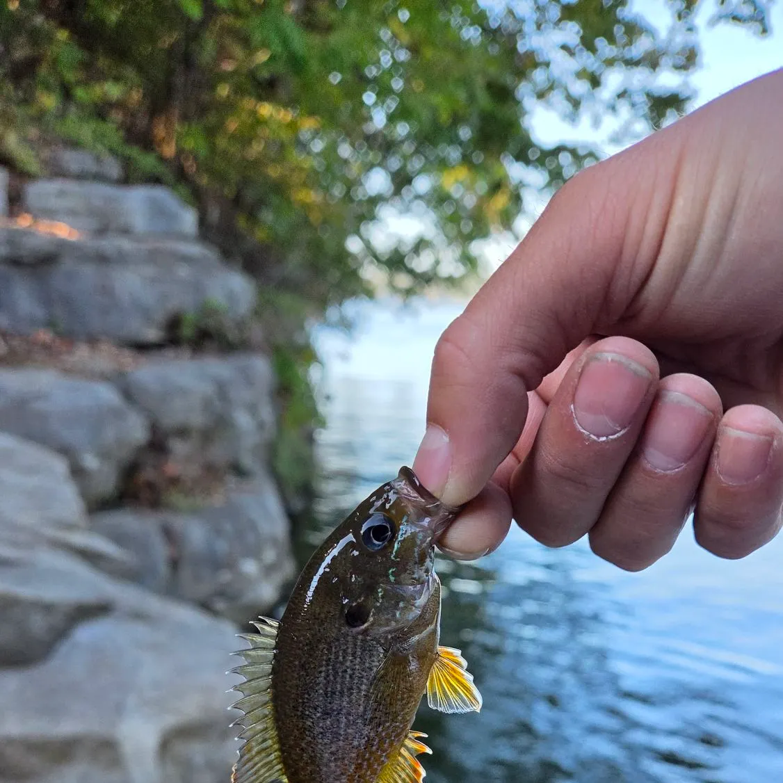 Green sunfish caught on Fishbrain
