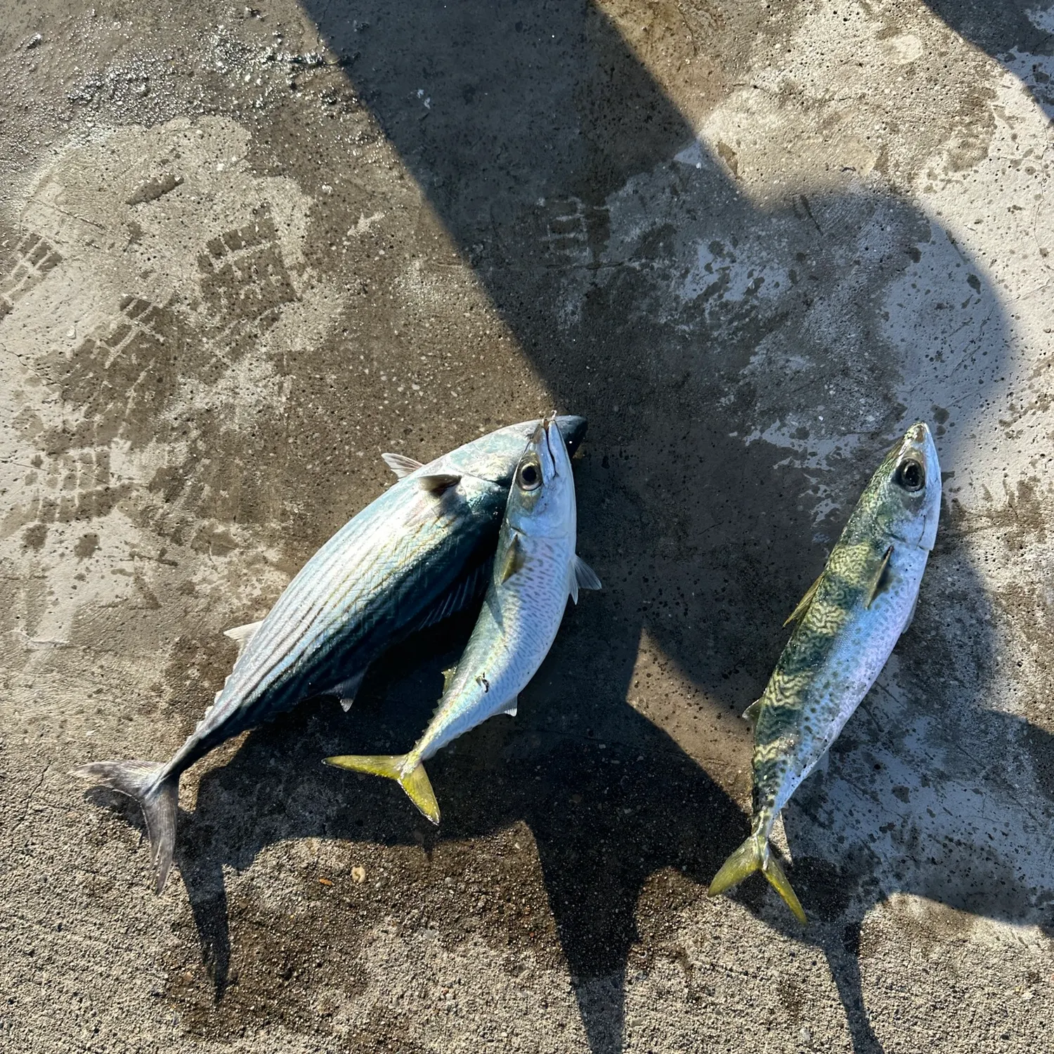 The most recent Striped bonito catches on Fishbrain