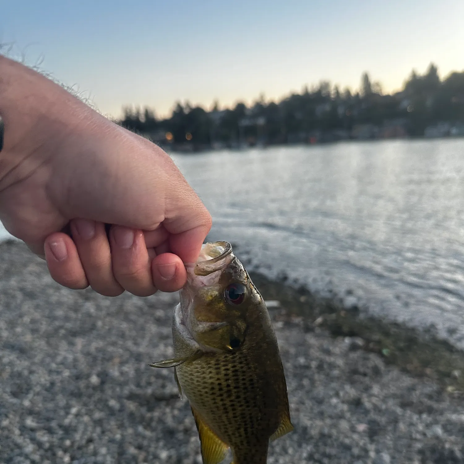 Rock bass caught on Fishbrain