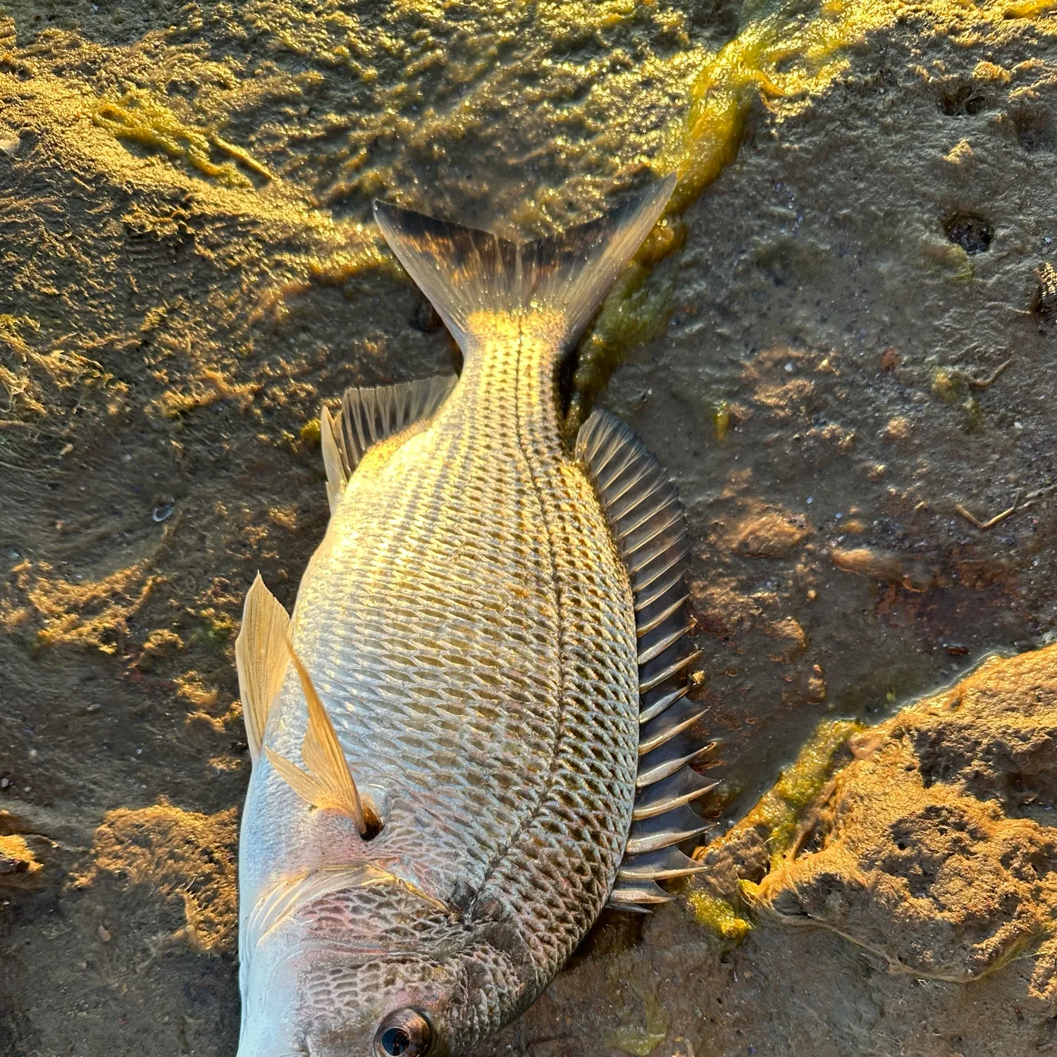 Surf bream caught on Fishbrain