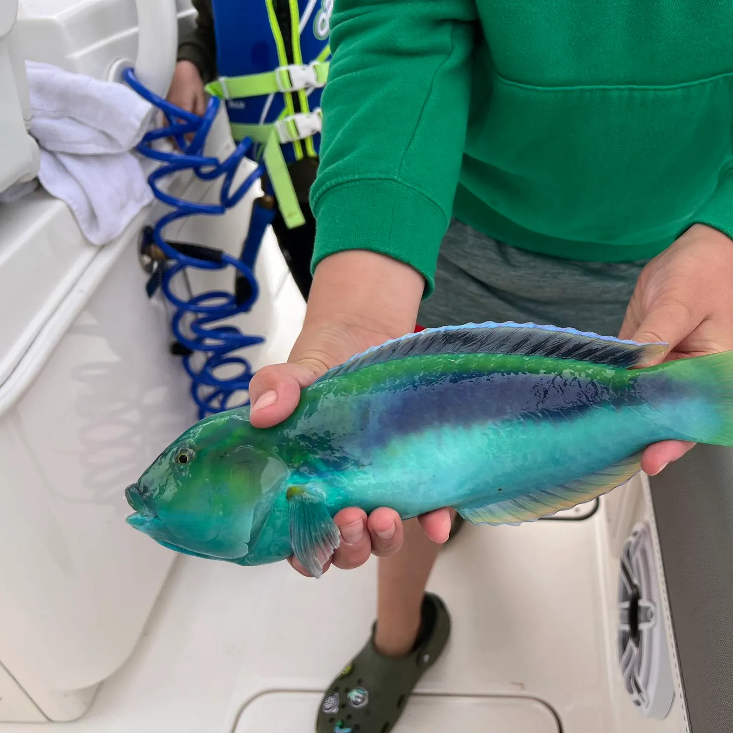 The most popular recent Yellowcheek wrasse catch on Fishbrain