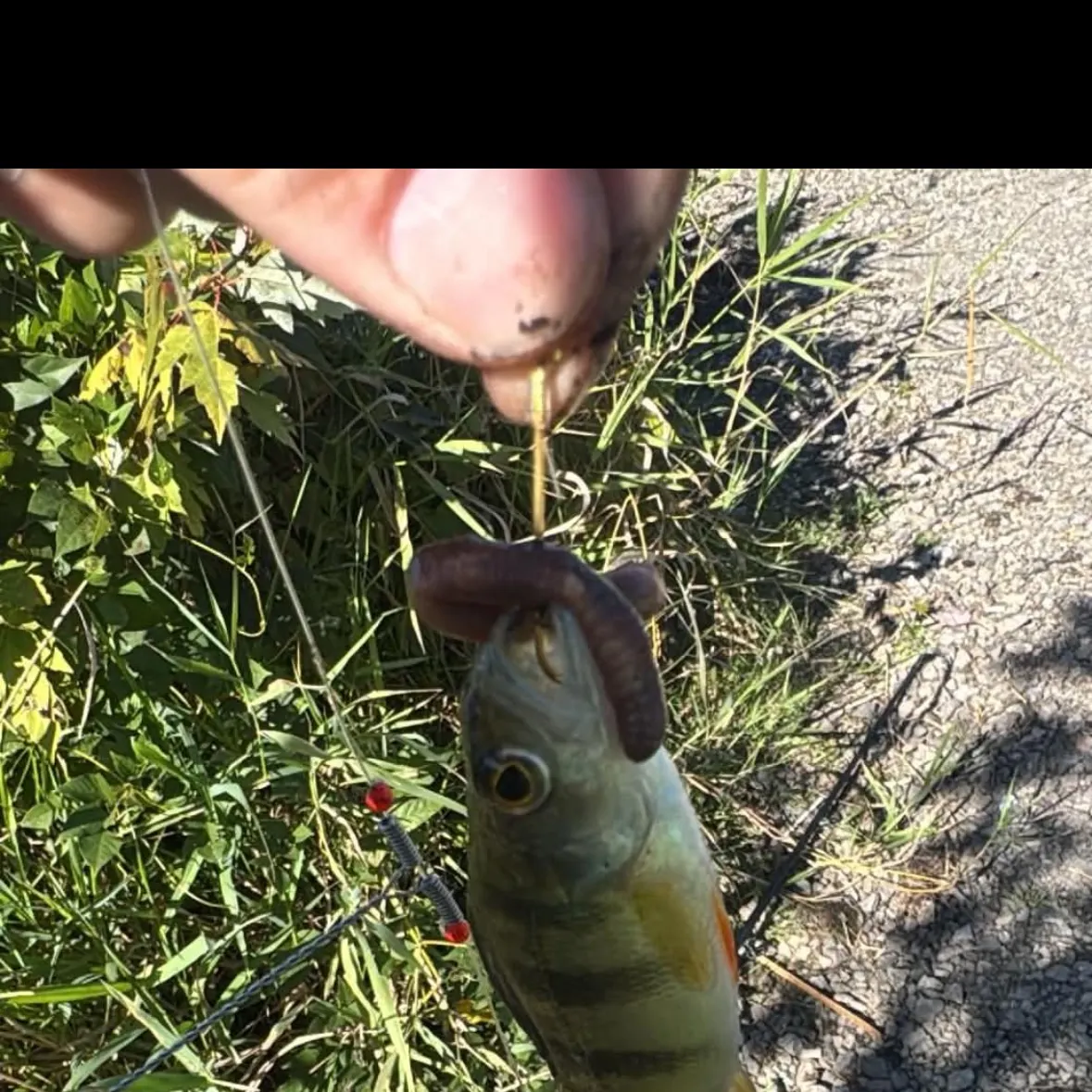 Yellow perch caught on Fishbrain