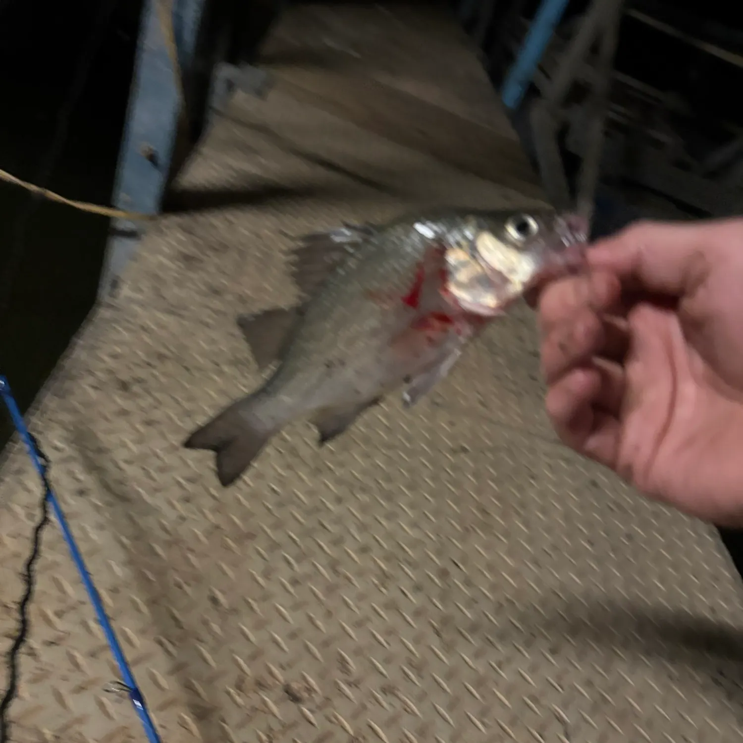White perch caught on Fishbrain
