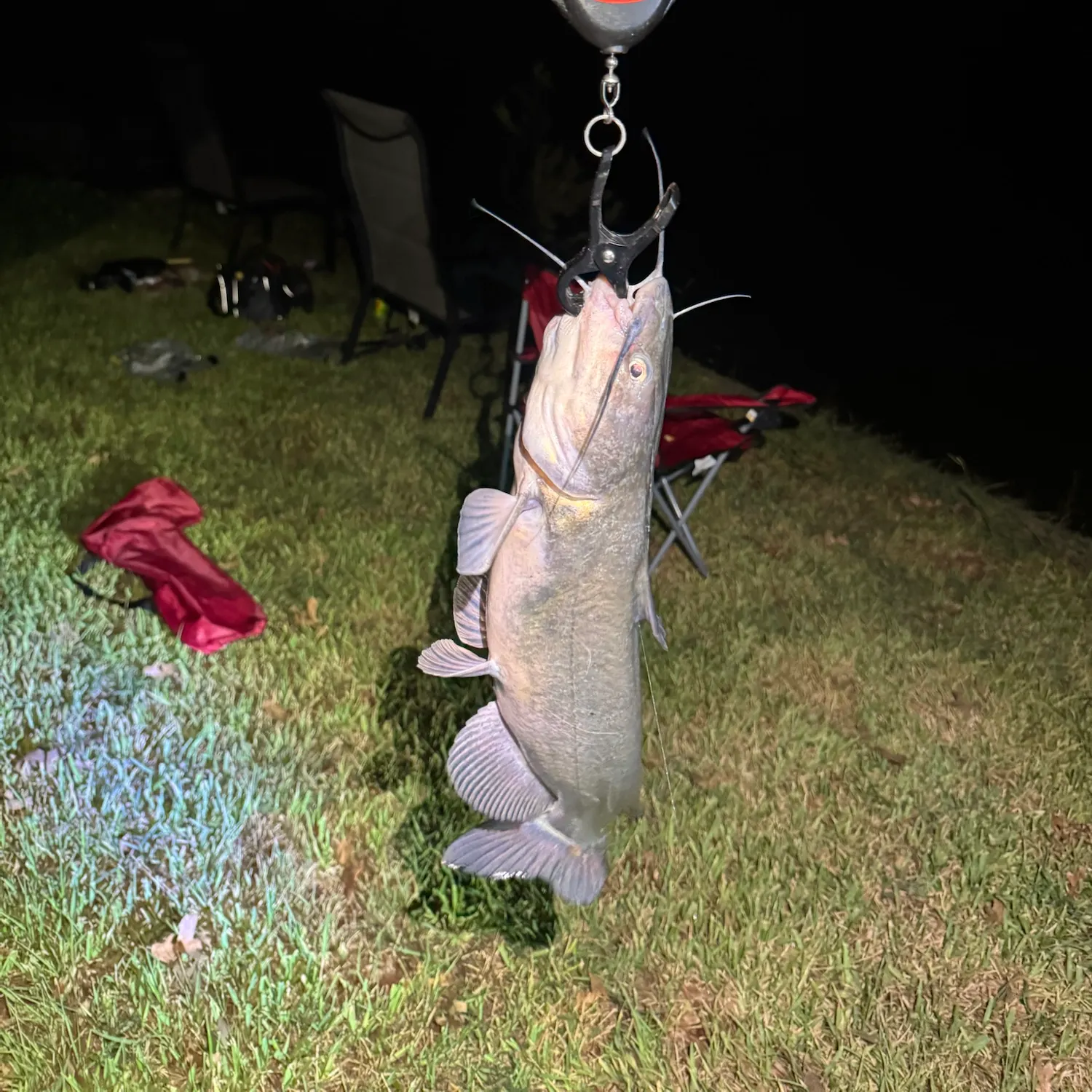 Channel catfish caught on Fishbrain