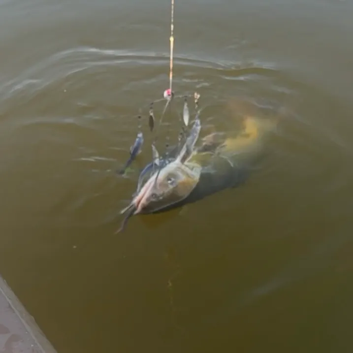 Channel catfish caught on Fishbrain
