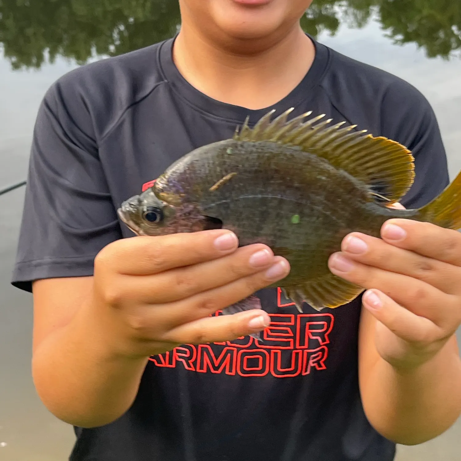 Bluegill caught on Fishbrain