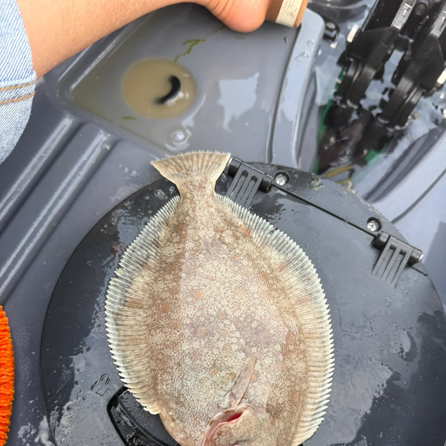 The most recent Speckled sanddab catches on Fishbrain