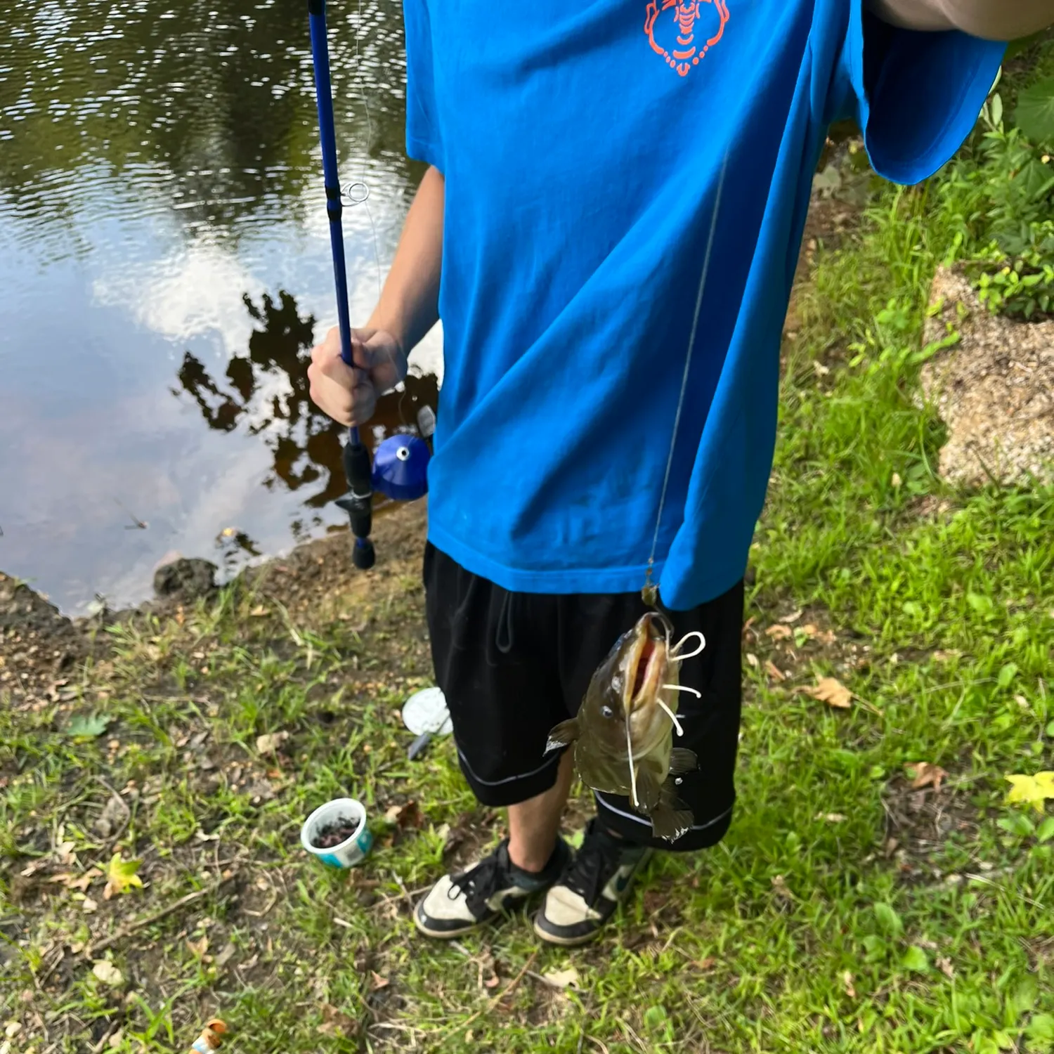 Black bullhead caught on Fishbrain