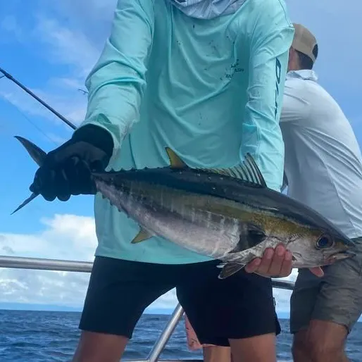 The most recent Yellowfin tuna catches on Fishbrain