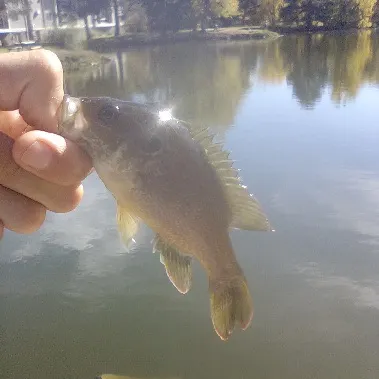 Green sunfish caught on Fishbrain