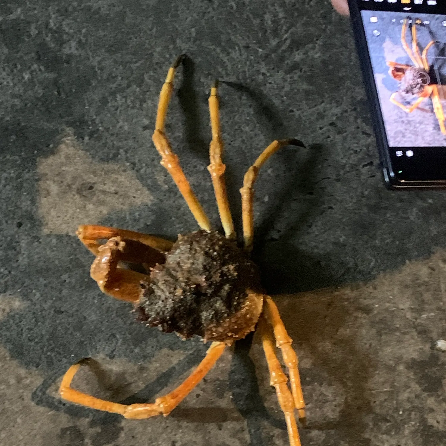 European spider crab caught on Fishbrain