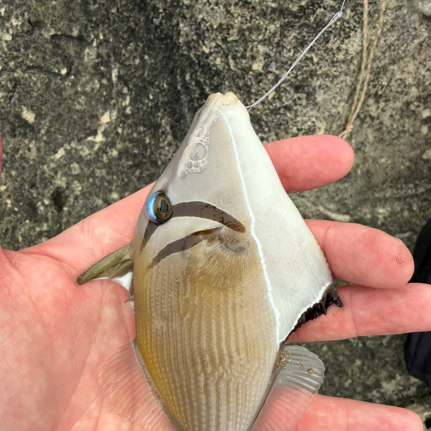 The most recent Boomerang triggerfish catches on Fishbrain