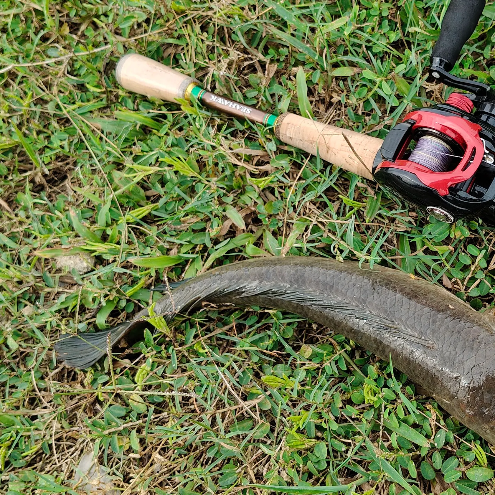 The most recent Small snakehead catches on Fishbrain