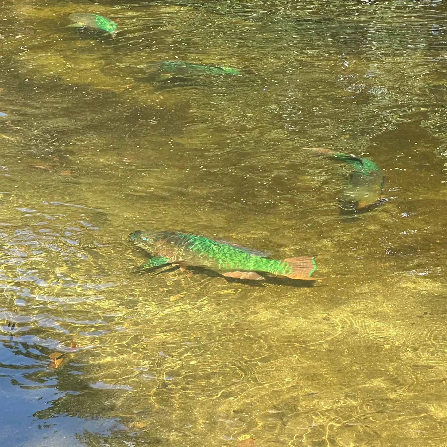The most recent Heavybeak parrotfish catches on Fishbrain