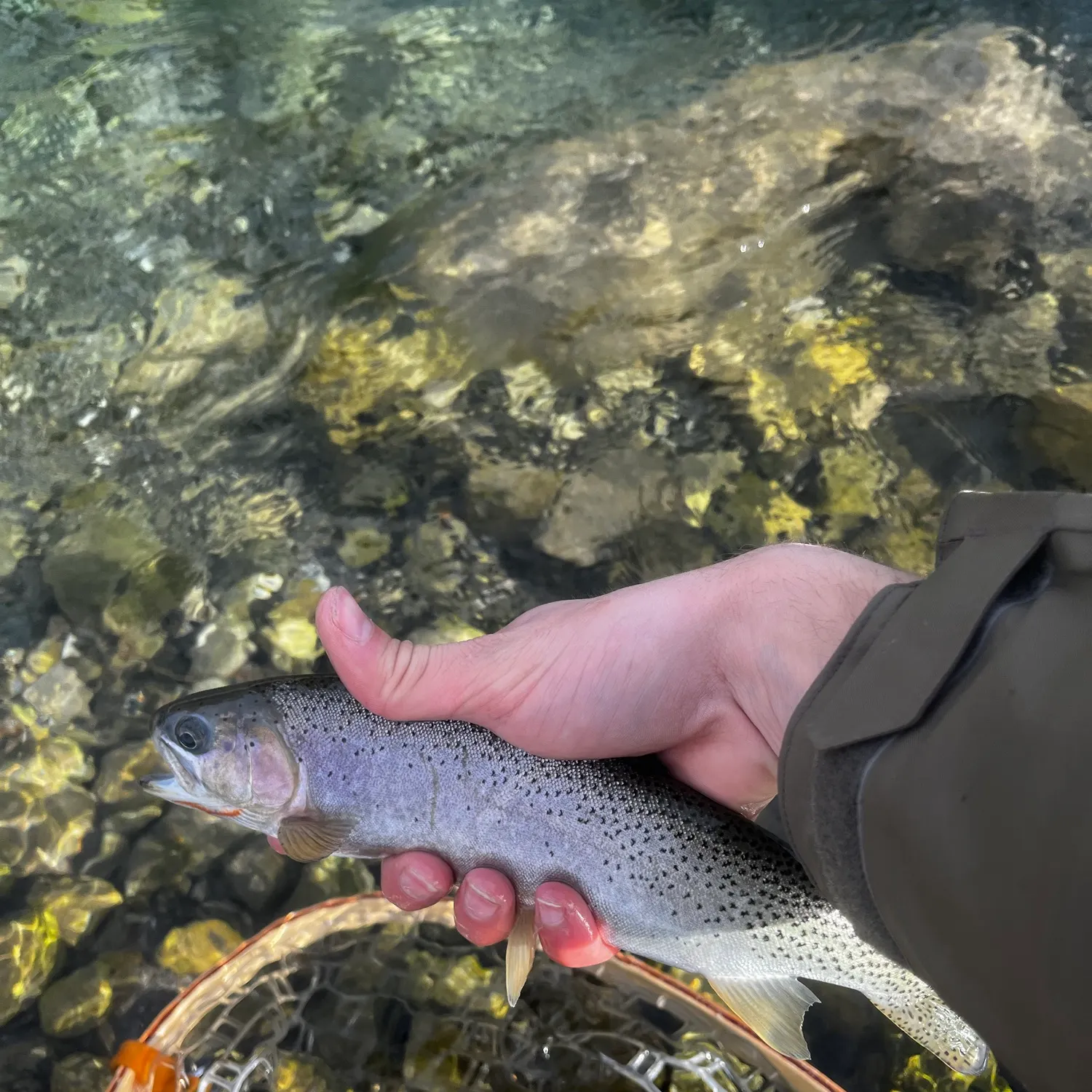 The most recent Westslope cutthroat trout catches on Fishbrain