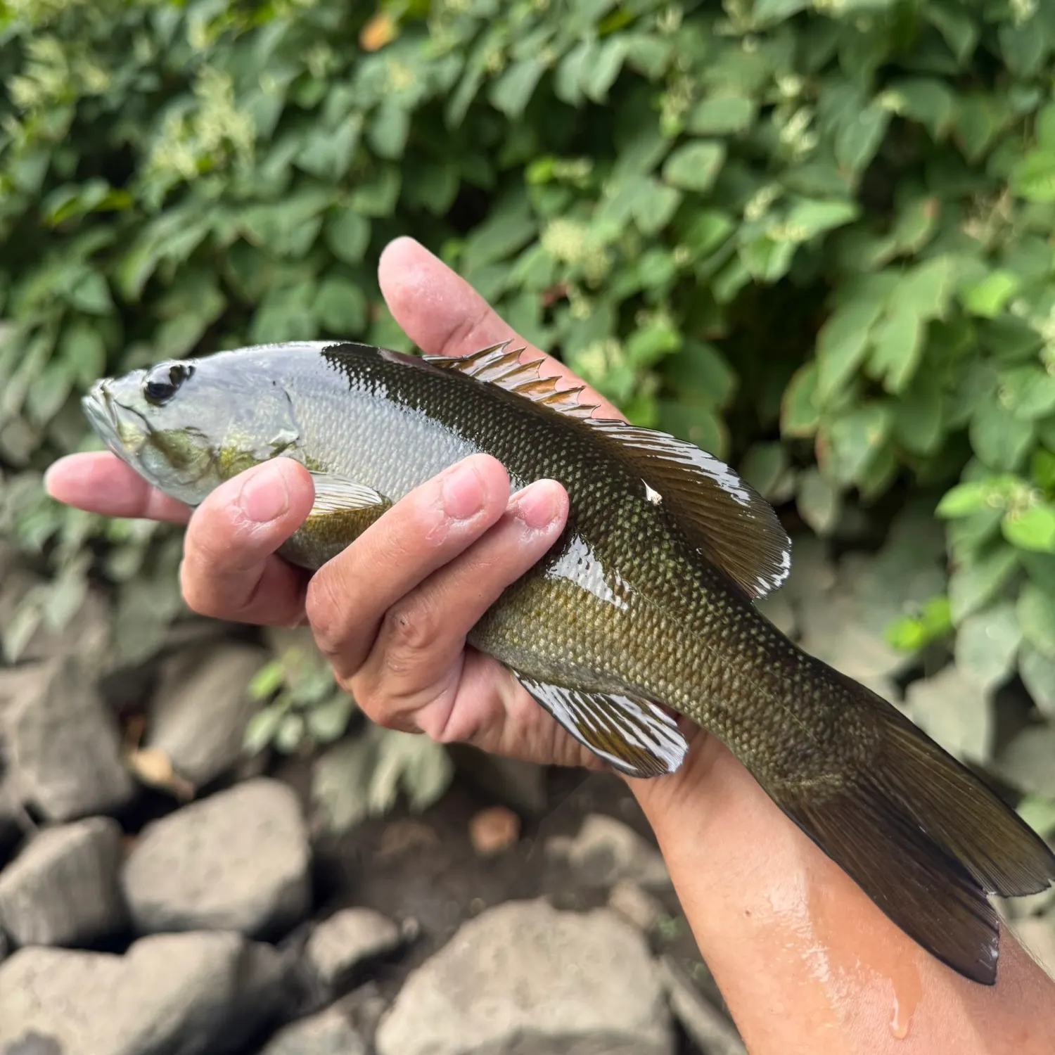 Smallmouth bass caught on Fishbrain