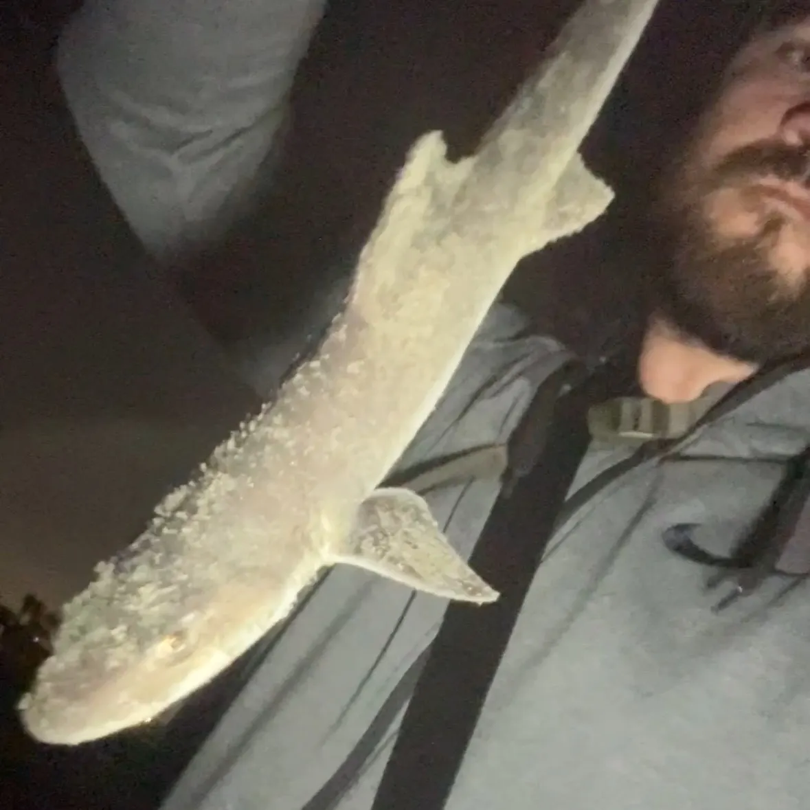 Grey smooth-hound caught on Fishbrain
