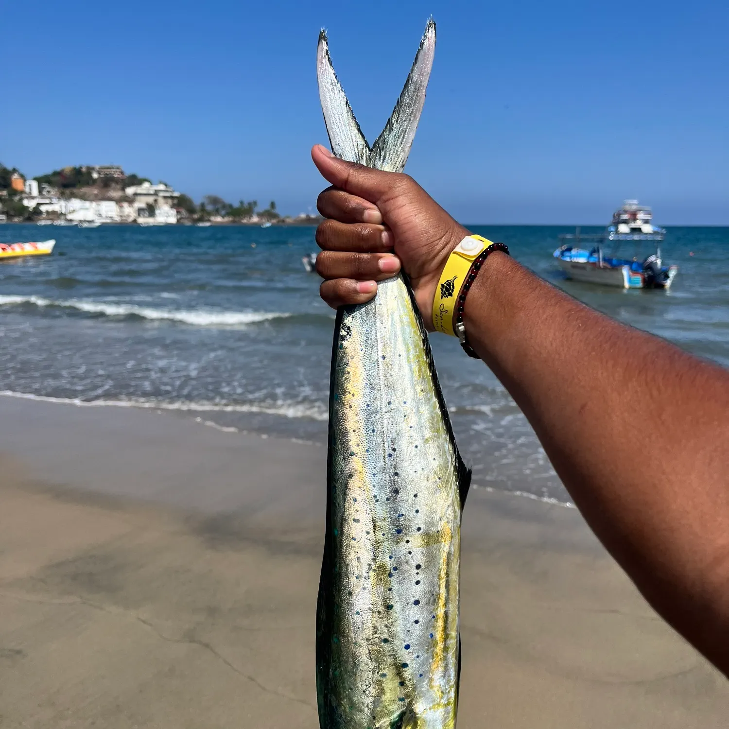 The most recent Common dolphinfish catches on Fishbrain