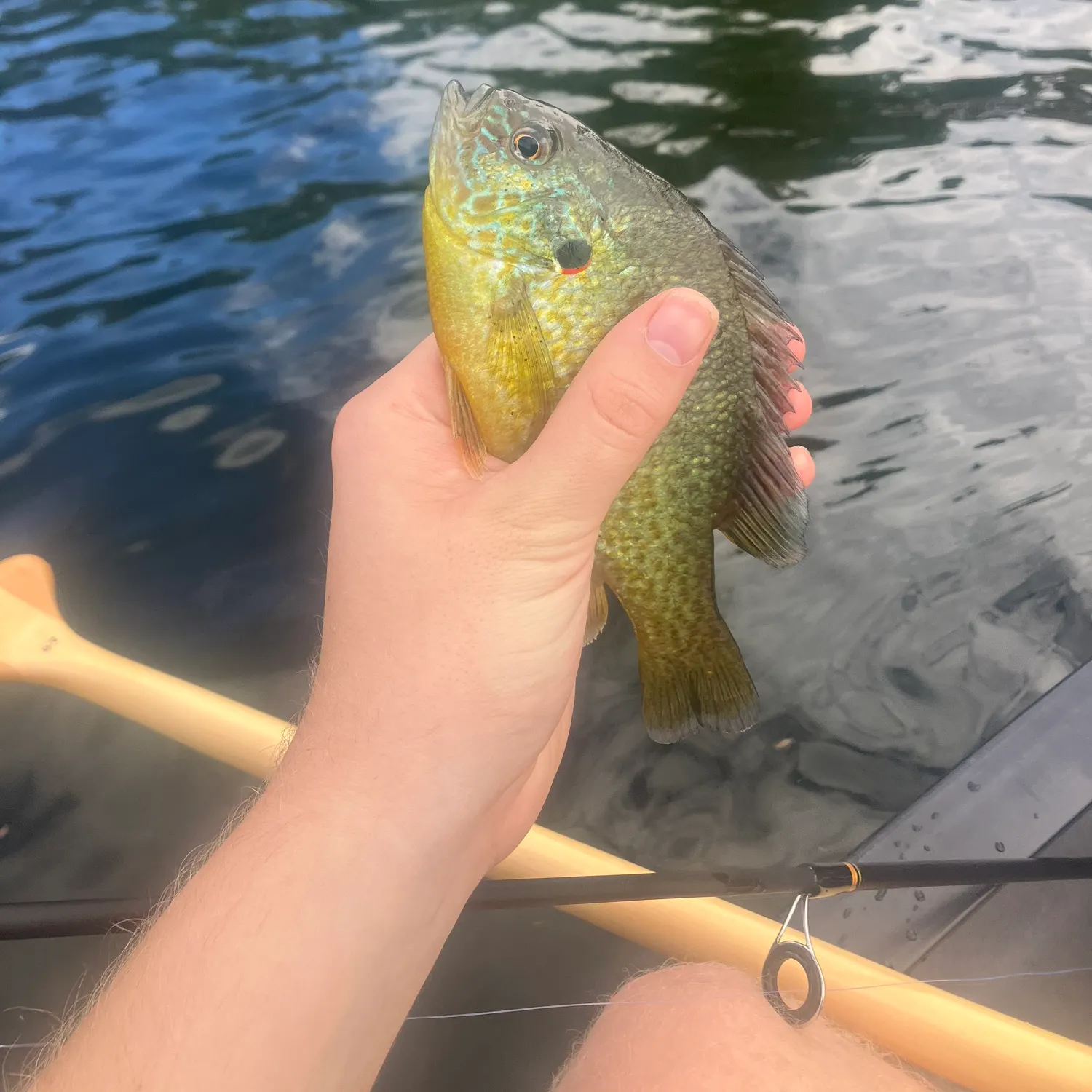 Pumpkinseed caught on Fishbrain