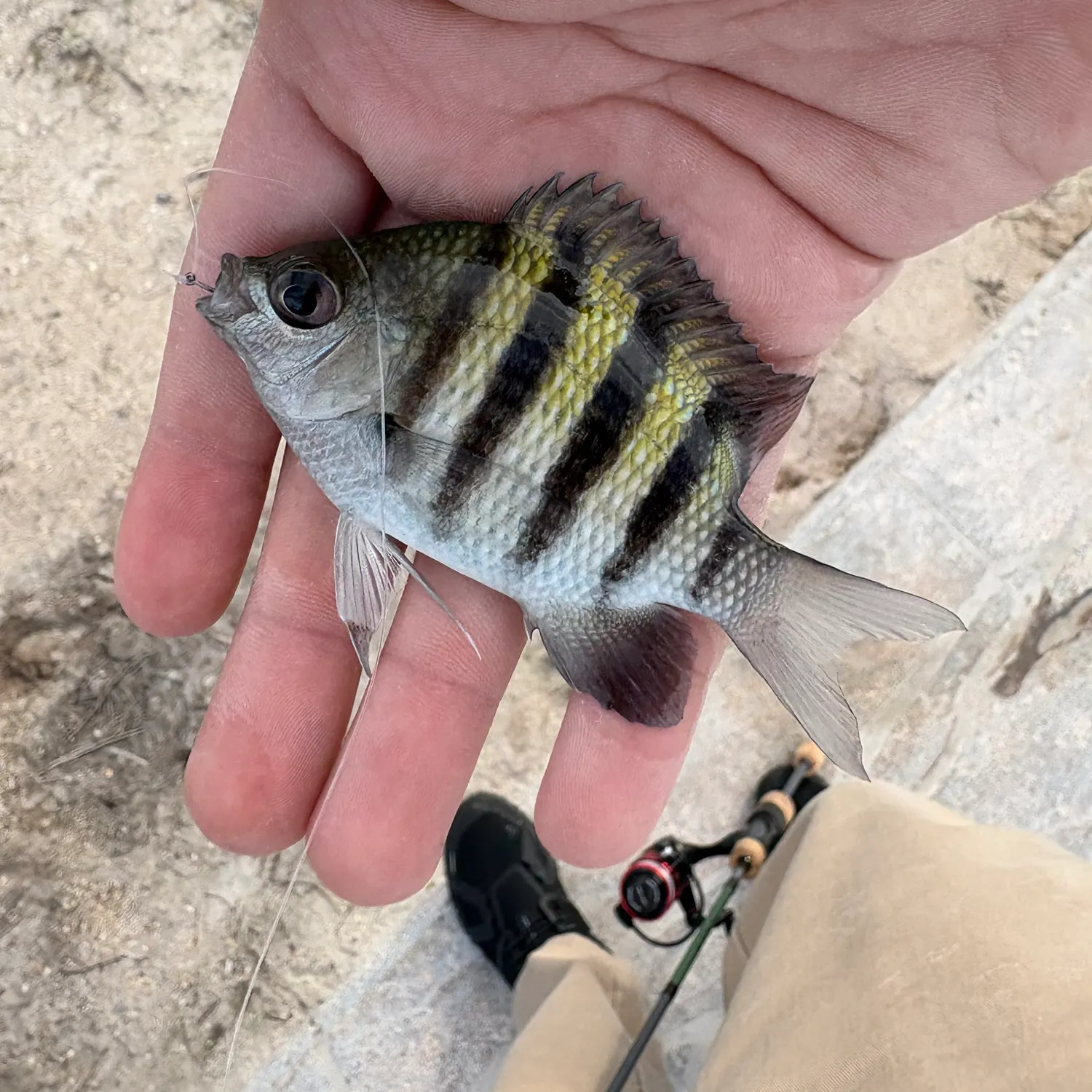 The most recent Sergeant-major catches on Fishbrain