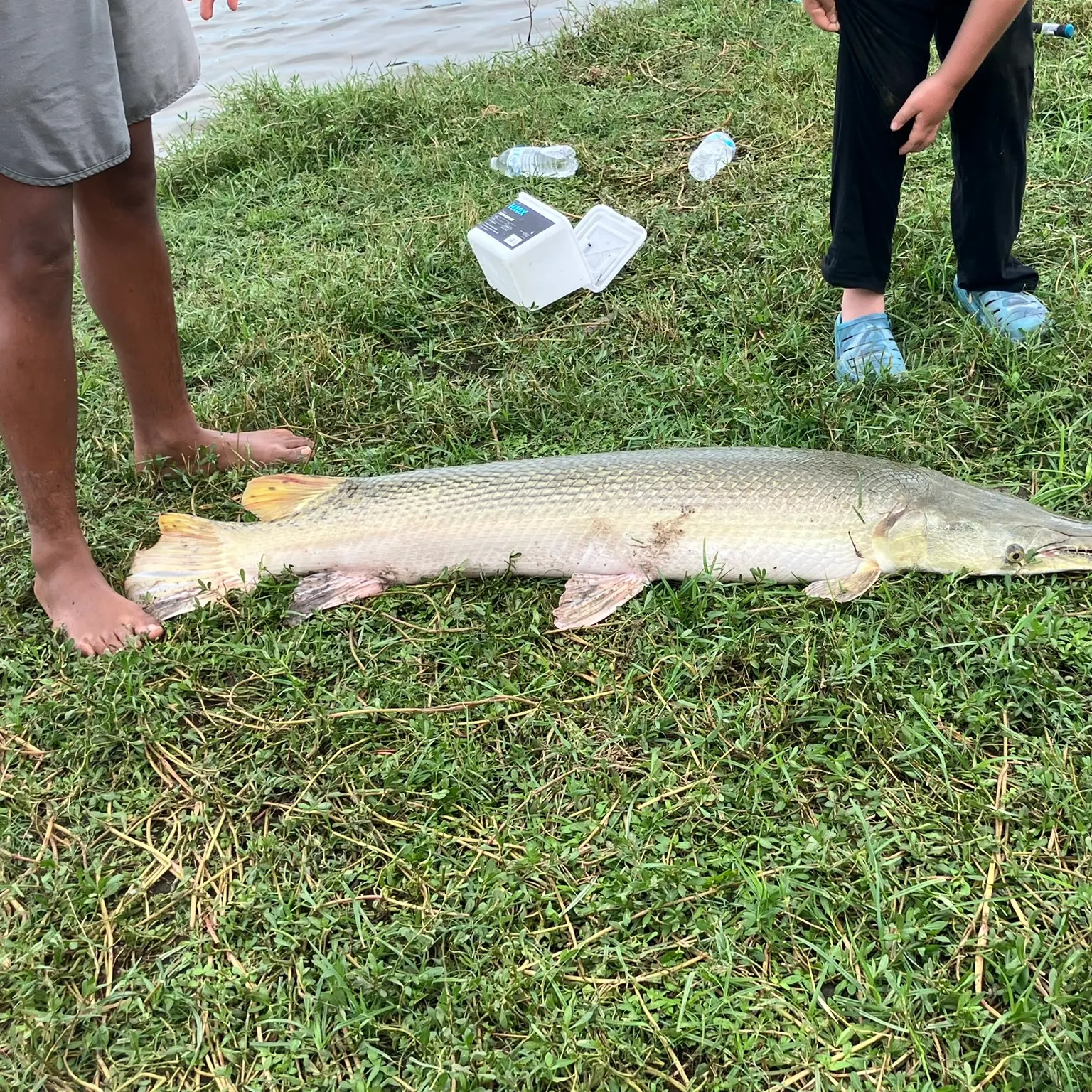 The most recent Alligator gar catches on Fishbrain