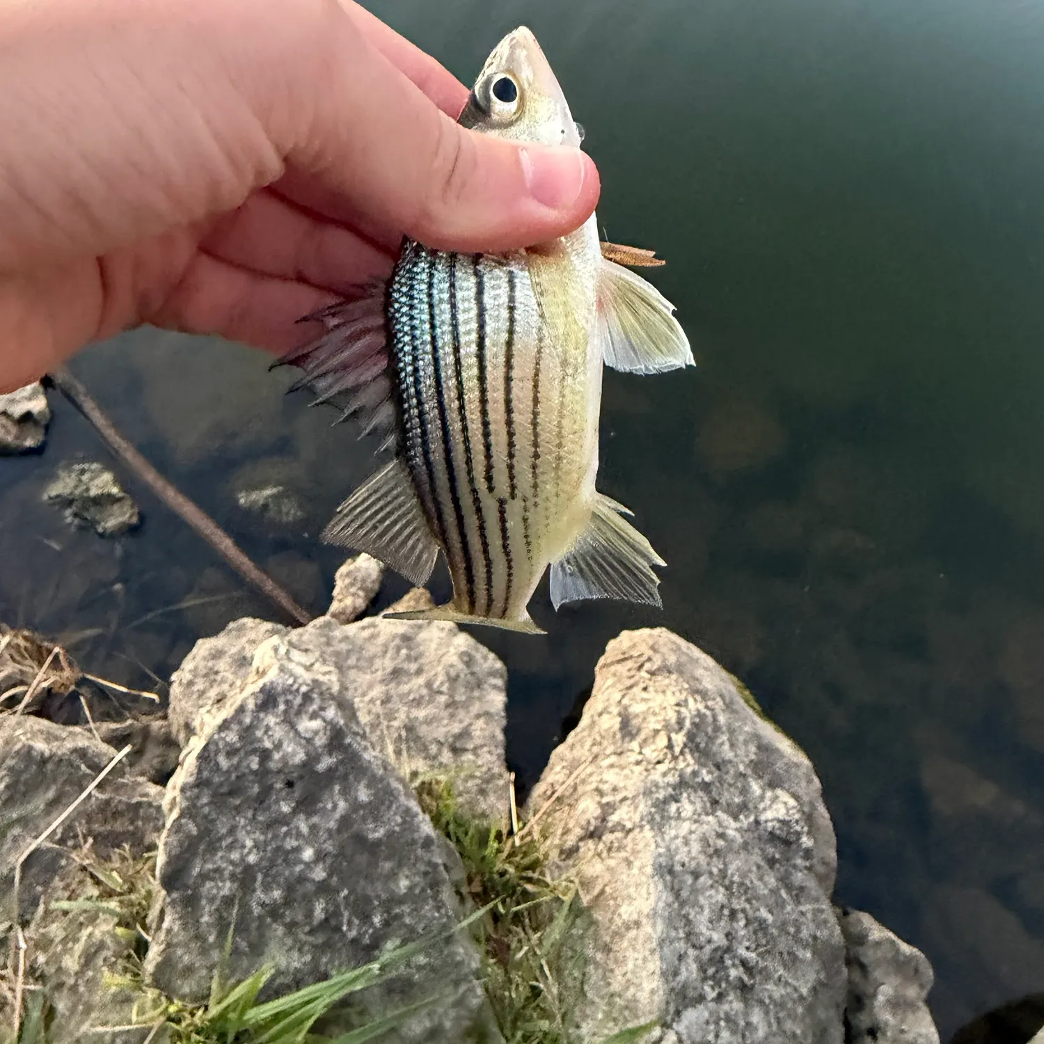 Yellow bass caught on Fishbrain